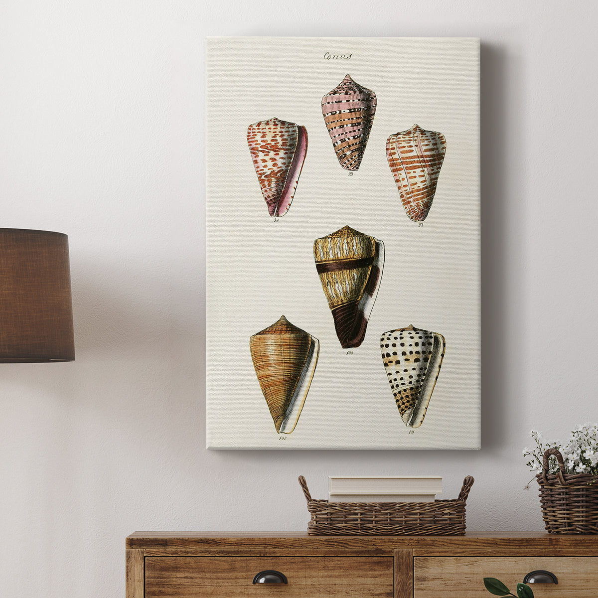 Cone Shell Collection IV - Canvas Art Print