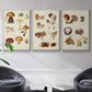 Mushroom Species I - Framed Premium Gallery Wrapped Canvas L Frame 3 Piece Set - Ready to Hang