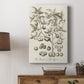 Sepia Botanical Journal II - Canvas Art Print