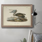Audubons Brown Pelican - Ornate Framed Canvas Print