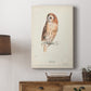 Tawny Owl - Canvas Art Print