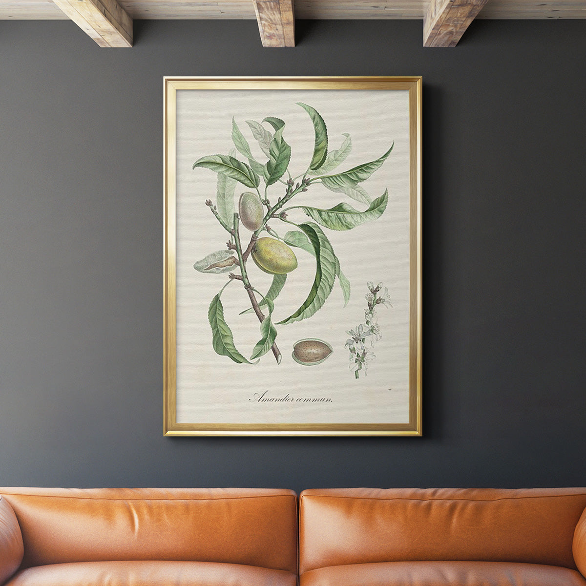 Antique Almond Botanical IV - Modern Framed Canvas Print