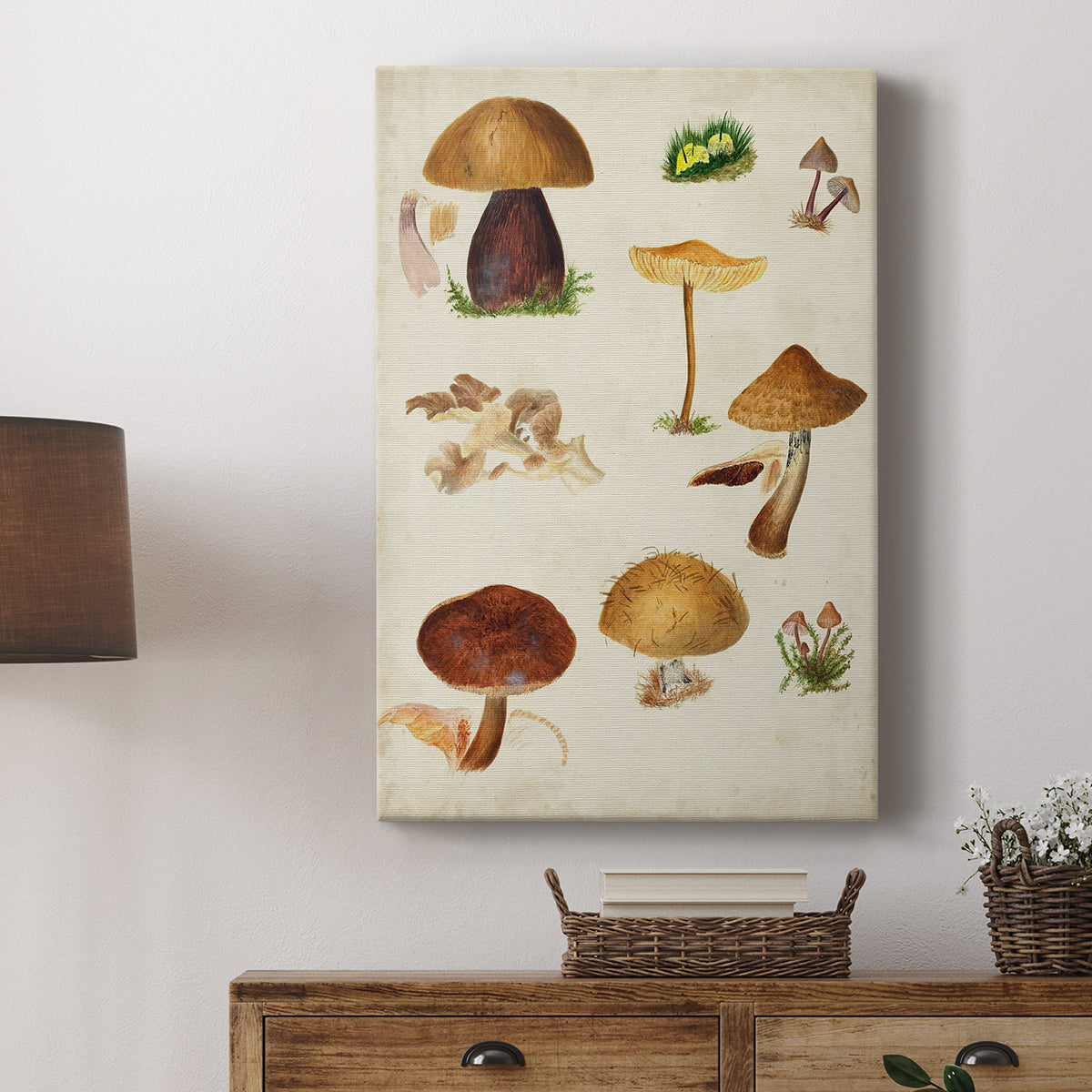 Mushroom Species II - Canvas Art Print