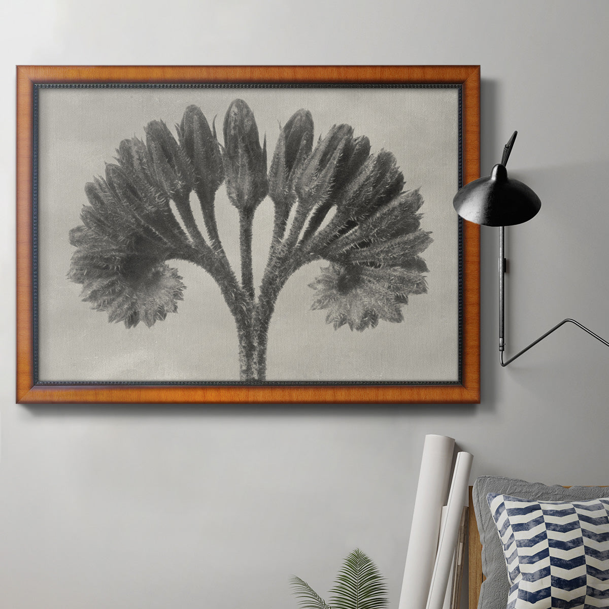 Vintage botanical plant study photograph by Karl Blossfeldt in an ornate vintage burl wood frame displayed in a neutral interior setting.