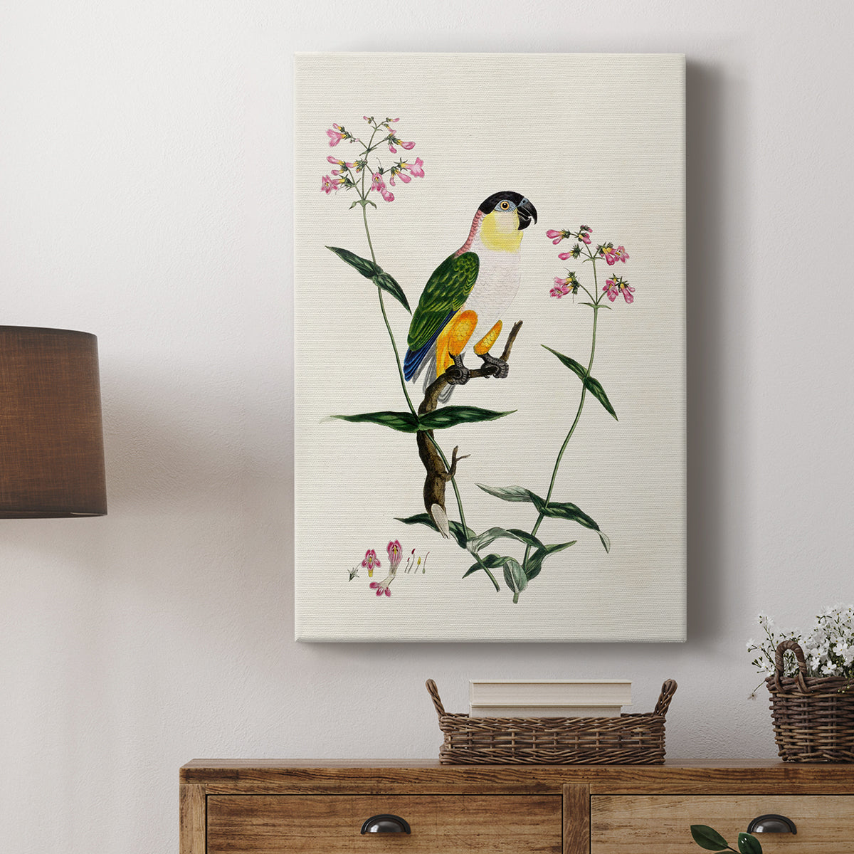 Black-Headed Parrot (Psittacus melanocephalus), 1796 - Canvas Art Print