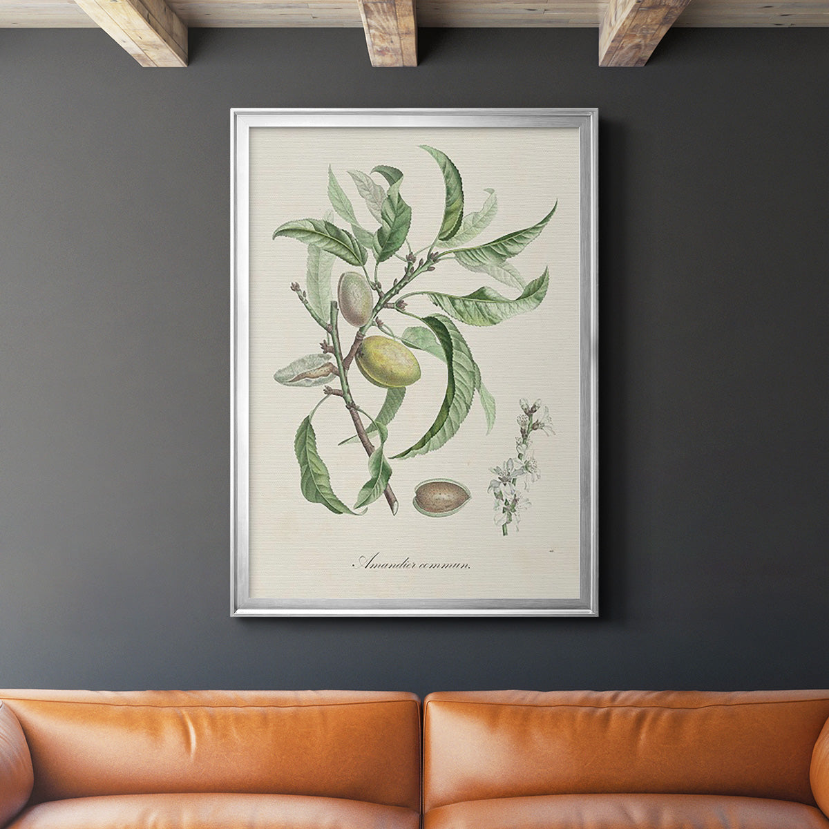 Antique Almond Botanical IV - Modern Framed Canvas Print