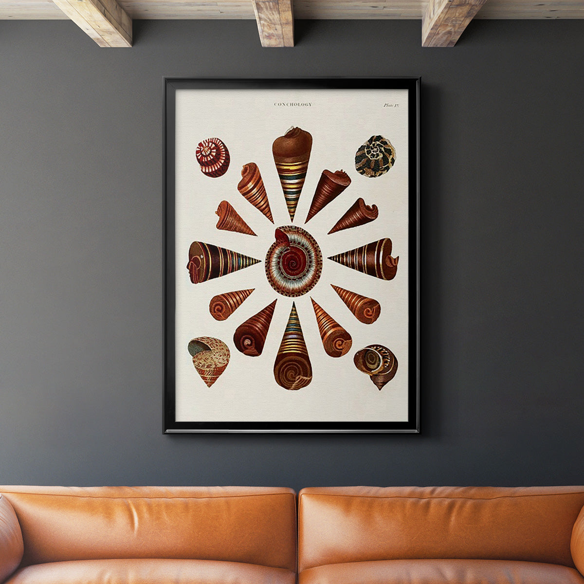 Spiral Shell Formation IV - Modern Framed Canvas Print