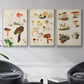 Mushroom Species X - Framed Premium Gallery Wrapped Canvas L Frame 3 Piece Set - Ready to Hang