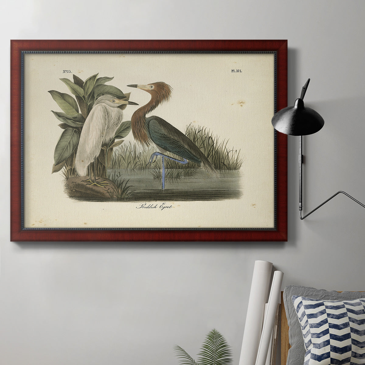 Audubons Reddish Egret Premium Framed Canvas- Ready to Hang