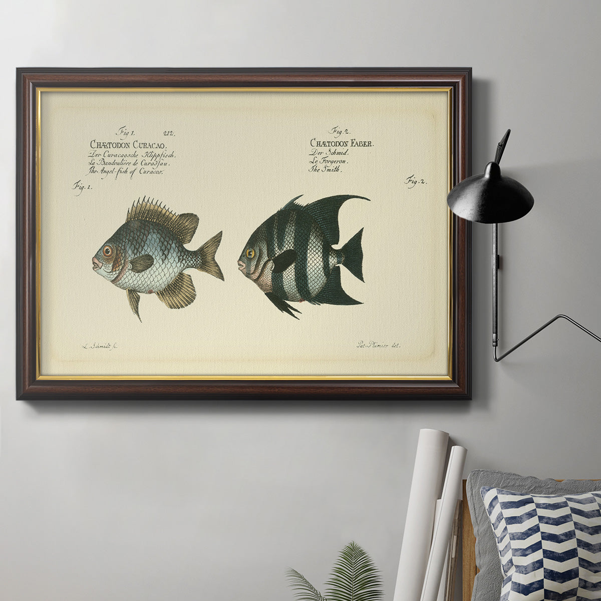 Bloch Antique Fish II Premium Framed Canvas- Ready to Hang