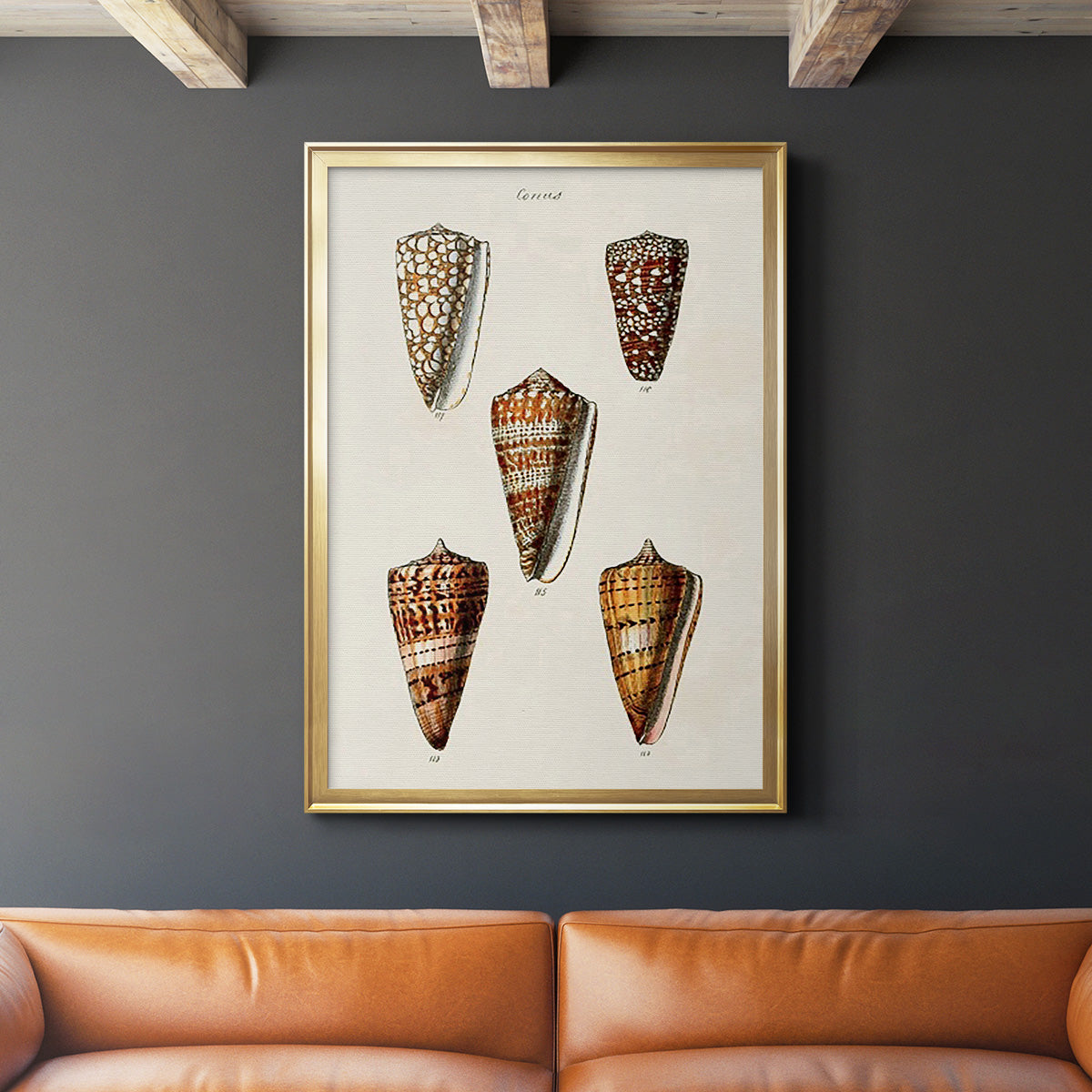 Cone Shell Collection II - Modern Framed Canvas Print