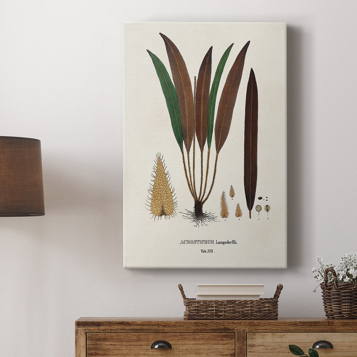Botanical Society Ferns I - Canvas Art Print