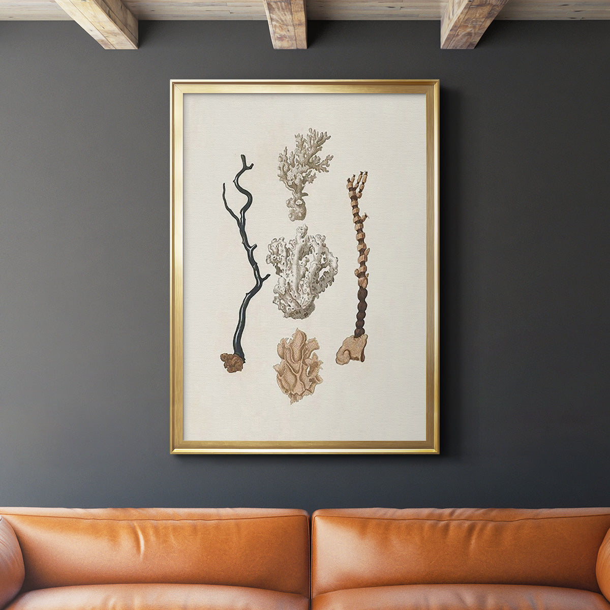 Knorr Shells & Coral V - Modern Framed Canvas Print