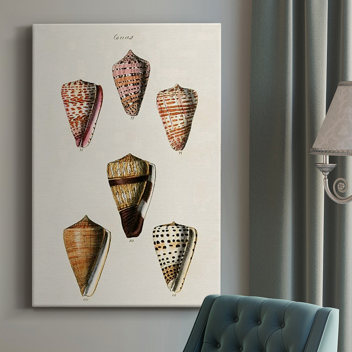 Cone Shell Collection IV Premium Gallery Wrapped Canvas - Ready to Hang