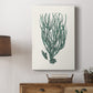 Antique Coastal Coral VIII - Canvas Art Print