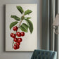 Antique Fruit II Premium Gallery Wrapped Canvas - Ready to Hang