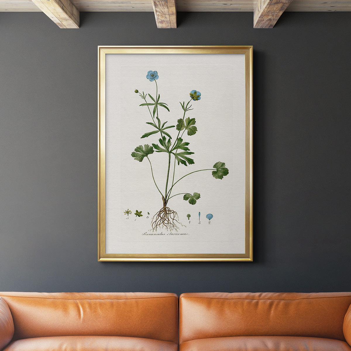 Buttercup Study - Modern Framed Canvas Print