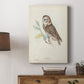Little Owl - Canvas Art Print
