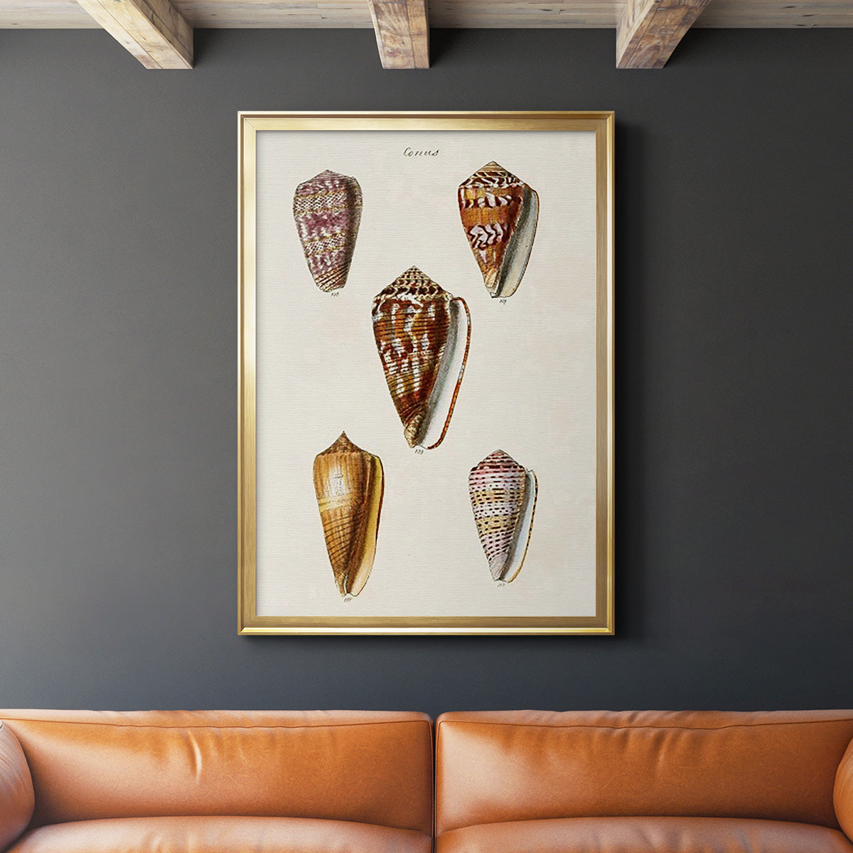 Cone Shell Collection VI - Modern Framed Canvas Print