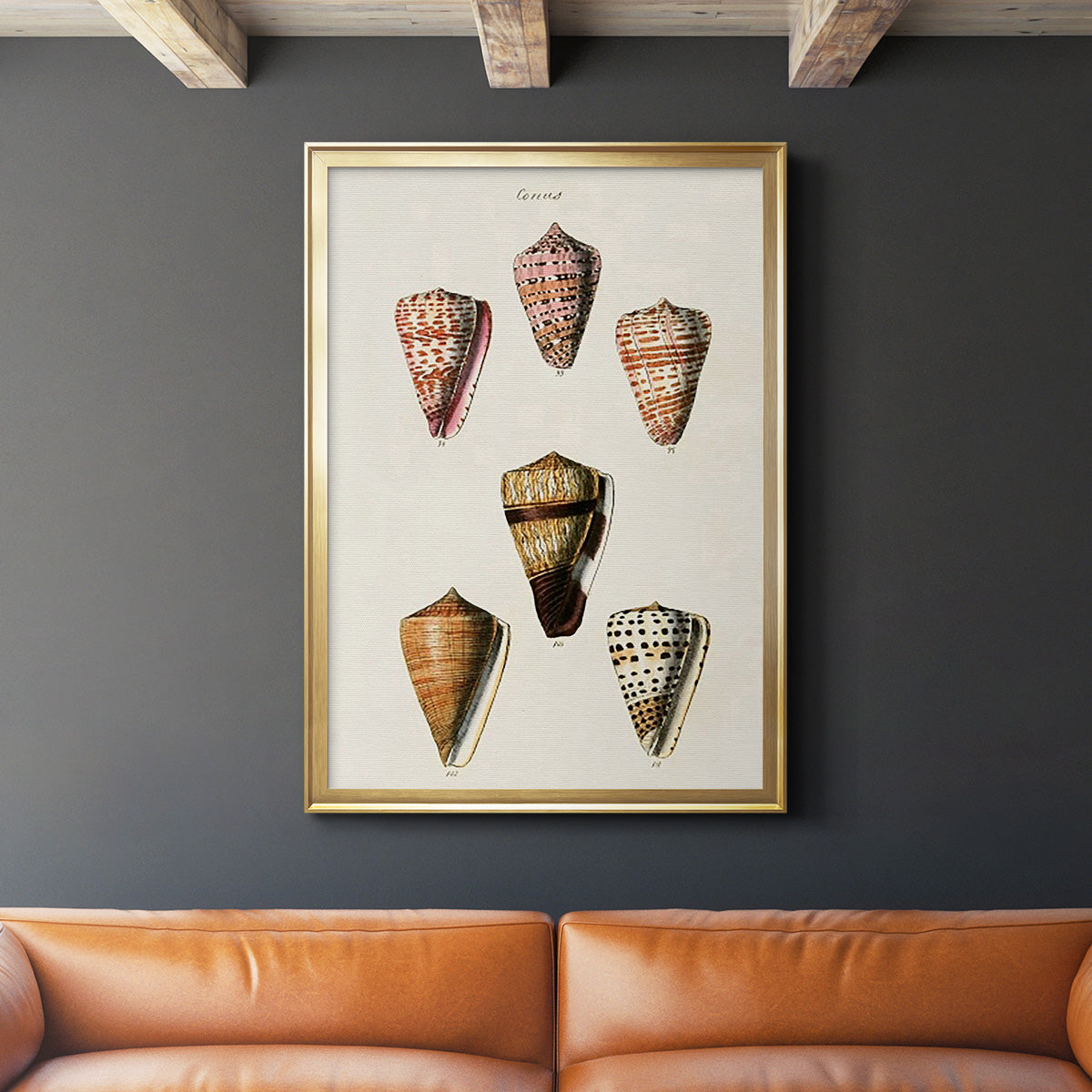 Cone Shell Collection IV - Modern Framed Canvas Print