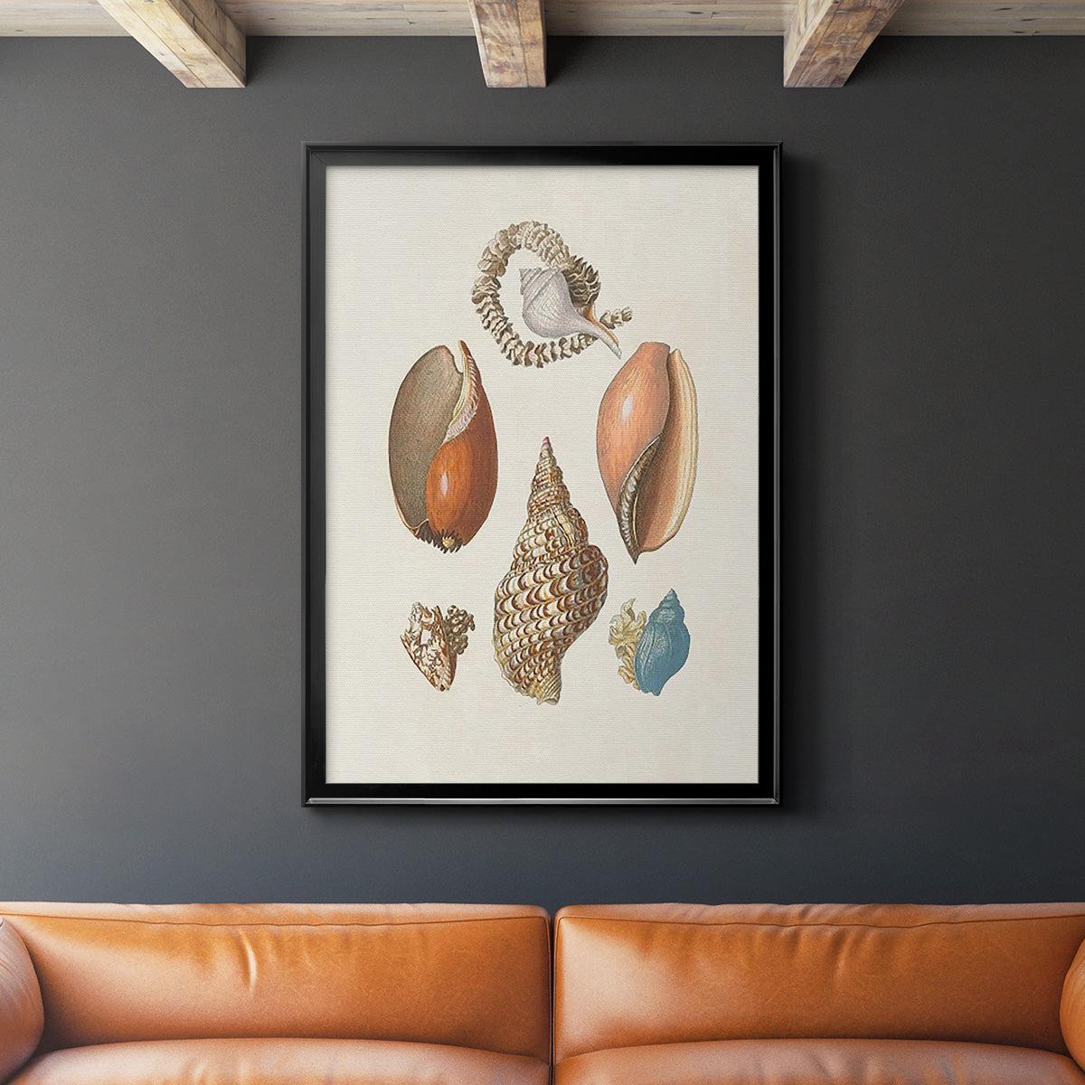 Knorr Shells & Coral I - Modern Framed Canvas Print