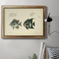 Bloch Antique Fish II Premium Framed Canvas- Ready to Hang