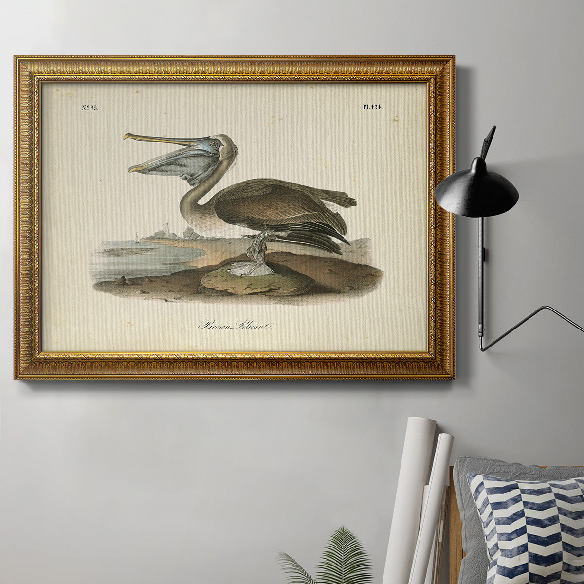Audubons Brown Pelican - Ornate Framed Canvas Print