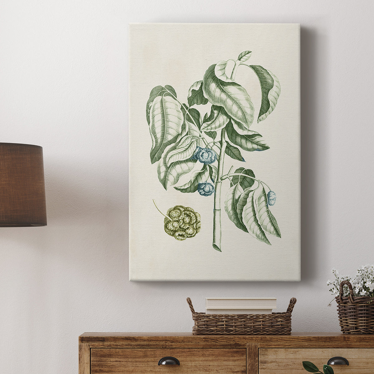 Buchoz Tropicals V - Canvas Art Print