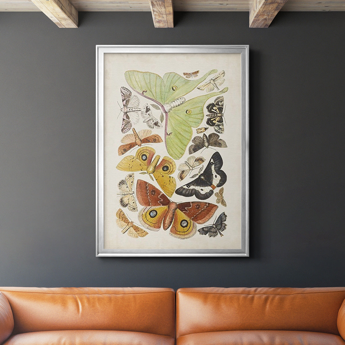 Antique Moths I - Modern Framed Canvas Print