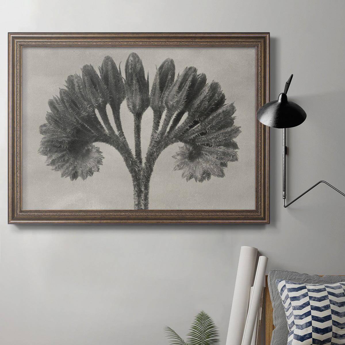Vintage botanical plant study photograph by Karl Blossfeldt in an ornate traditional bronze frame displayed in a neutral interior setting.