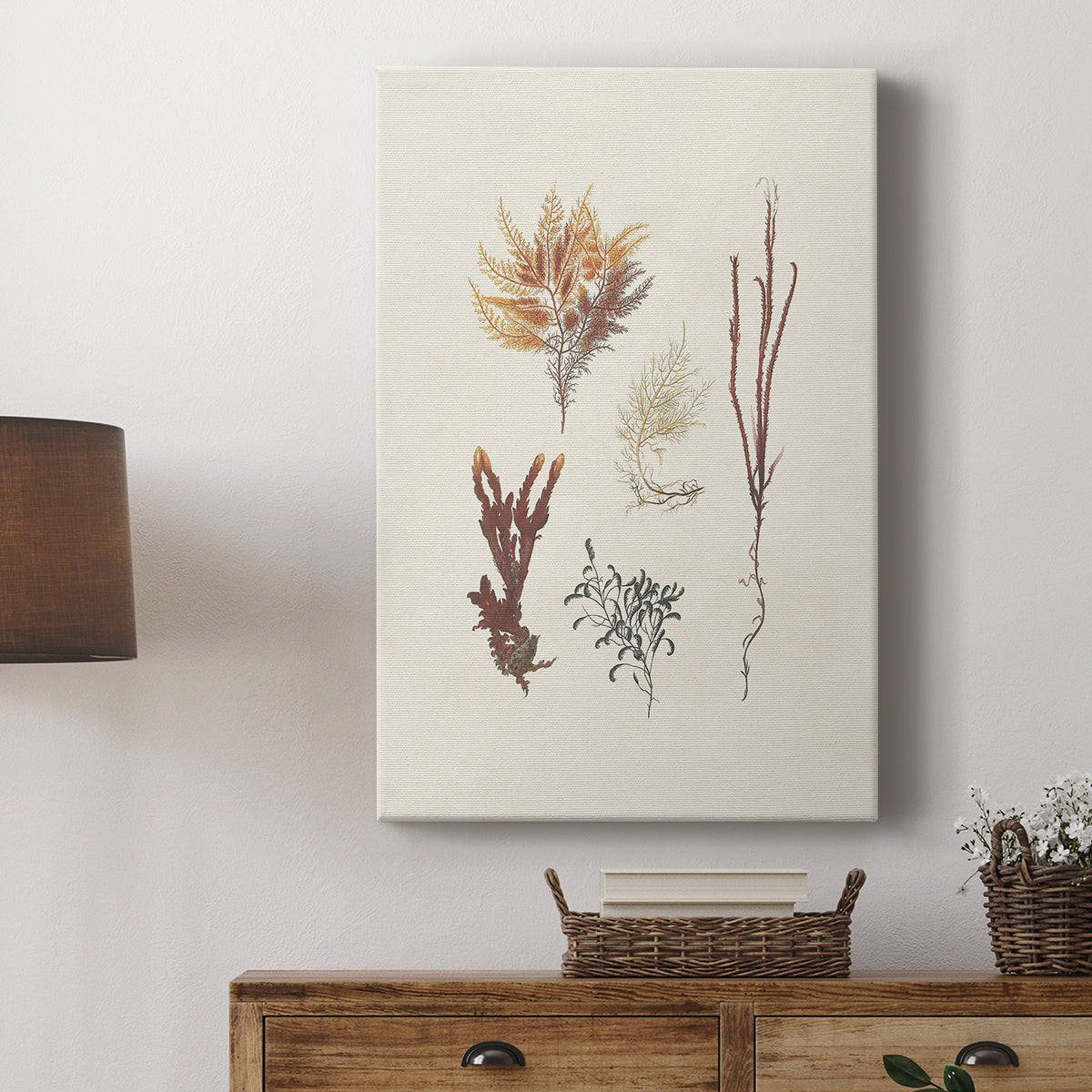 Knorr Shells & Coral VII - Canvas Art Print
