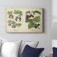 Berries and Currants - Canvas Art Print
