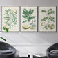 Buchoz Tropicals II - Floater Framed Canvas Set