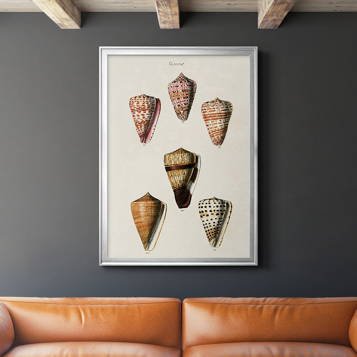 Cone Shell Collection IV - Modern Framed Canvas Print