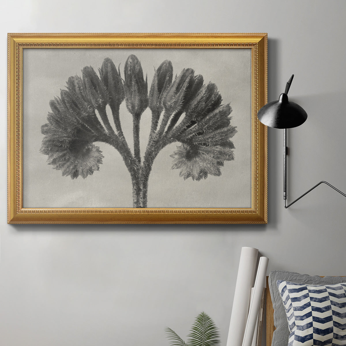 Vintage botanical plant study photograph by Karl Blossfeldt in an ornate antique gold frame displayed in a neutral interior setting.