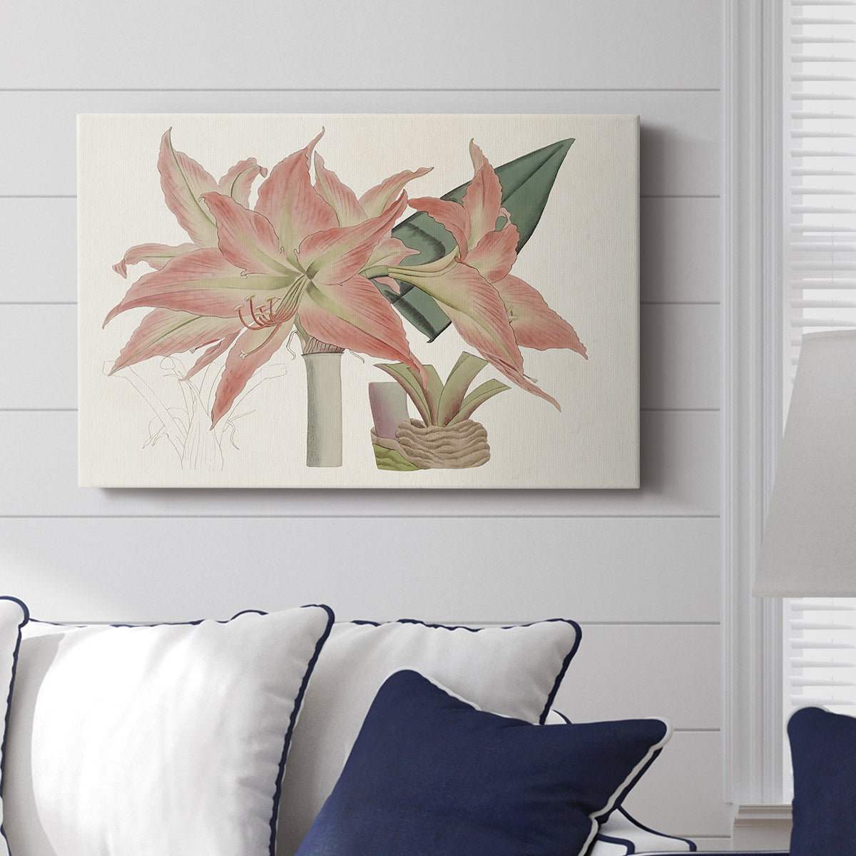 Amaryllis Varietals III - Canvas Art Print
