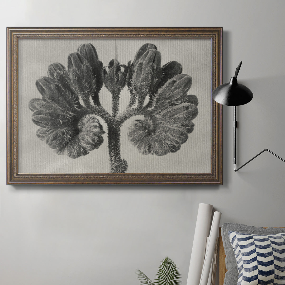 Blossfeldt Botanical VIII Premium Framed Canvas- Ready to Hang