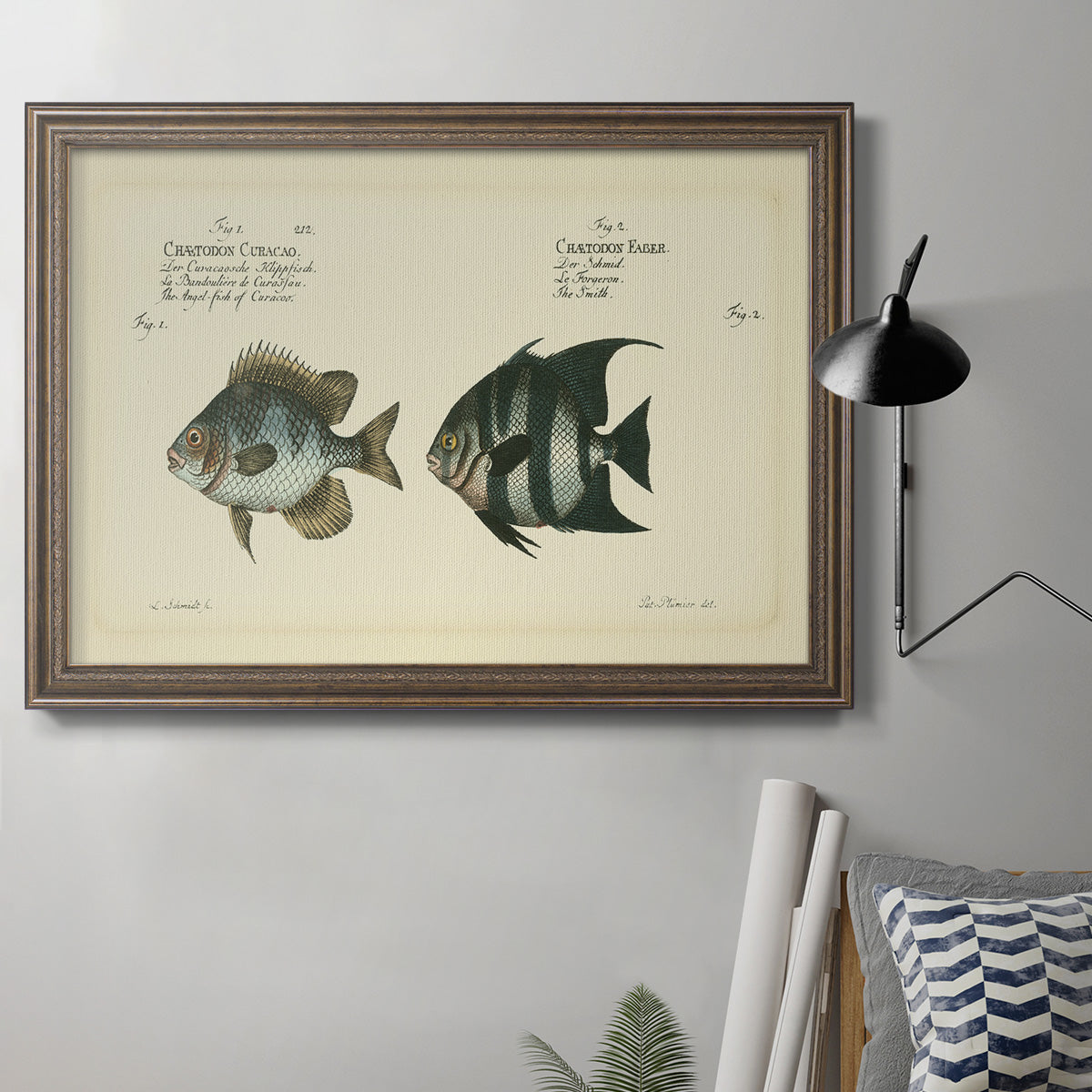 Bloch Antique Fish II Premium Framed Canvas- Ready to Hang