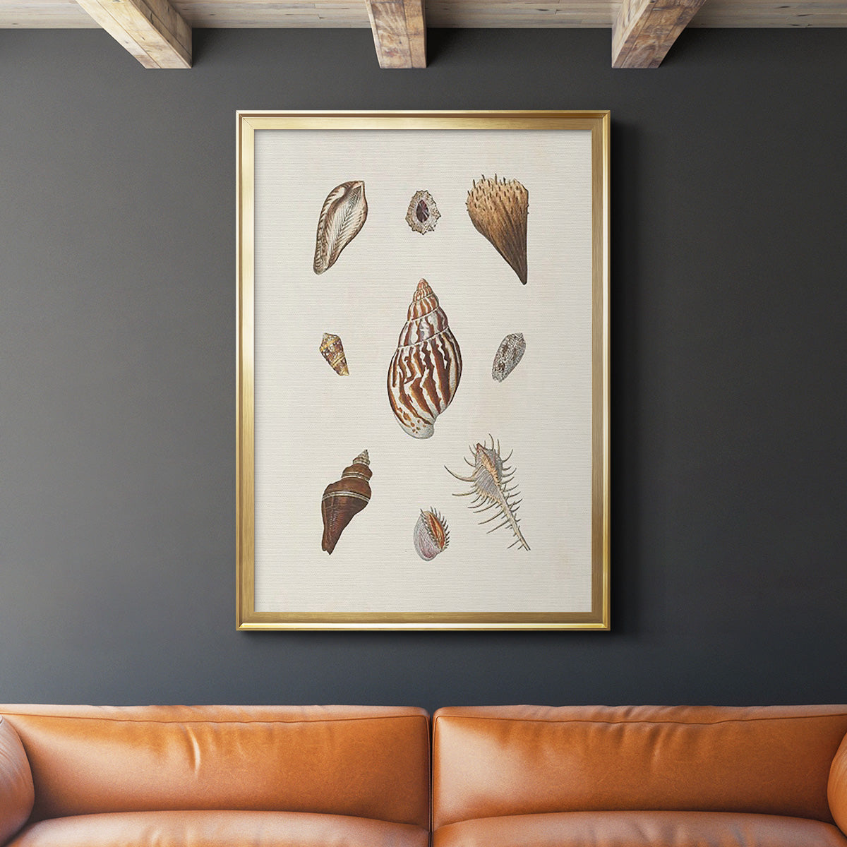 Knorr Shells & Coral IX - Modern Framed Canvas Print