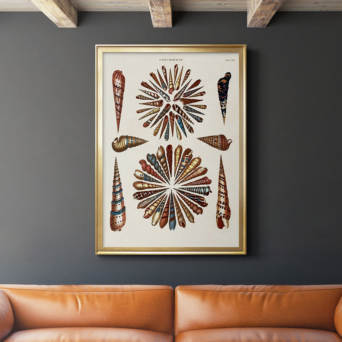 Spiral Shell Formation III - Modern Framed Canvas Print