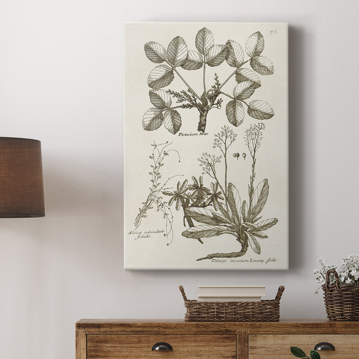 Sepia Botanical Journal VI - Canvas Art Print
