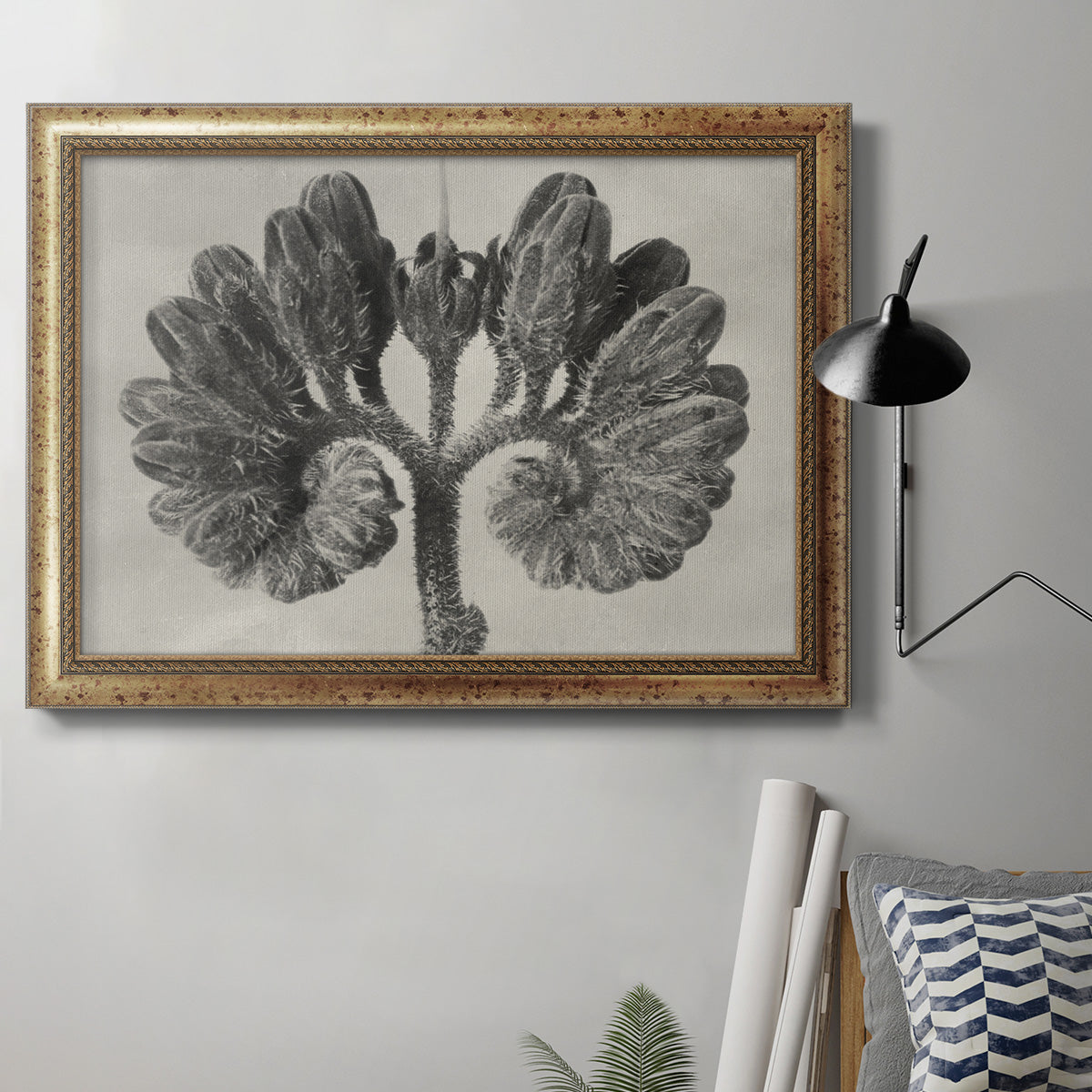 Blossfeldt Botanical VIII Premium Framed Canvas- Ready to Hang