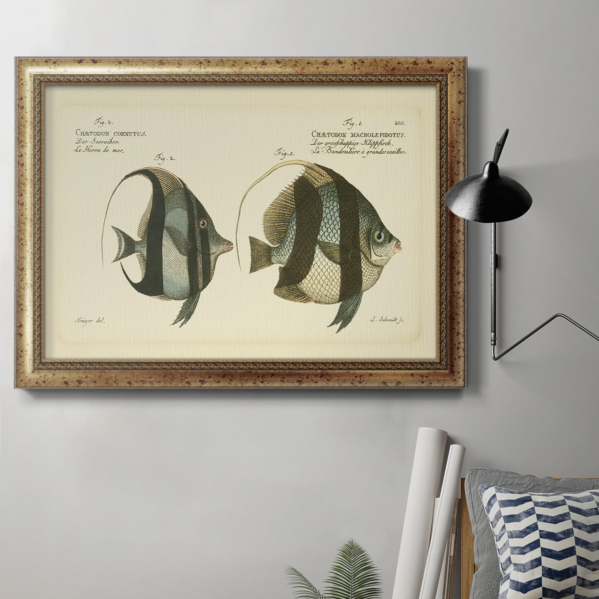 Bloch Antique Fish I Premium Framed Canvas- Ready to Hang