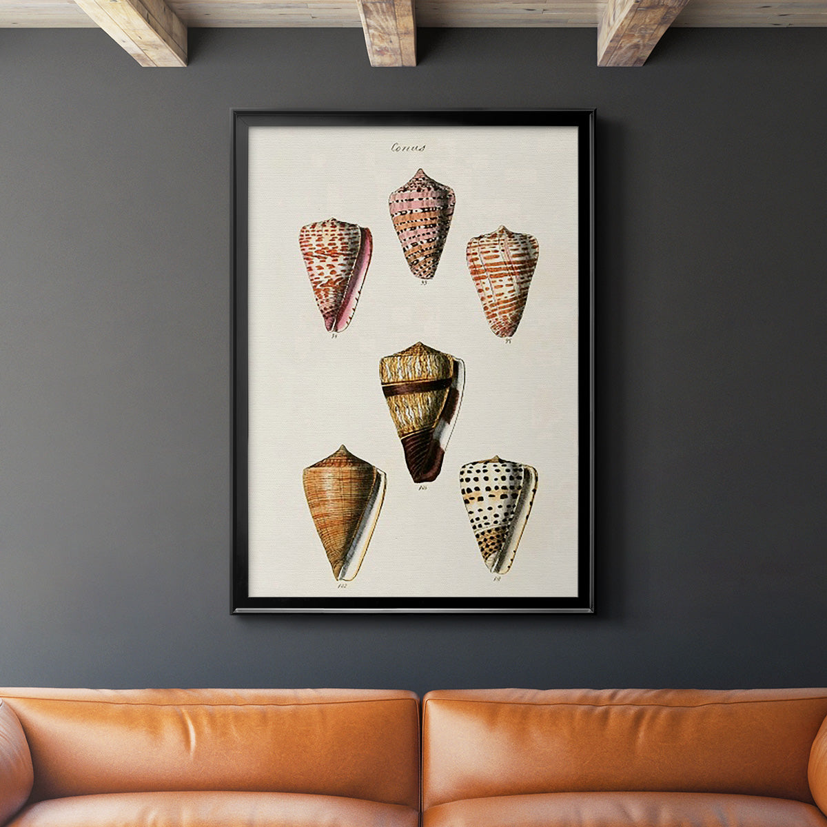 Cone Shell Collection IV - Modern Framed Canvas Print