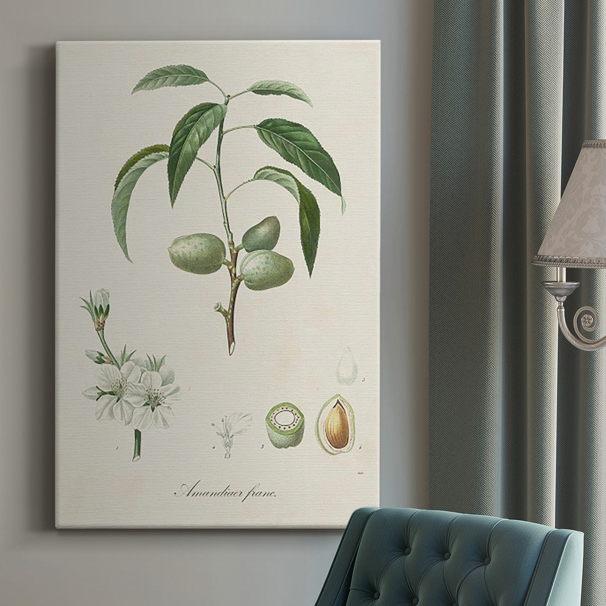 Antique Almond Botanical I Premium Gallery Wrapped Canvas - Ready to Hang