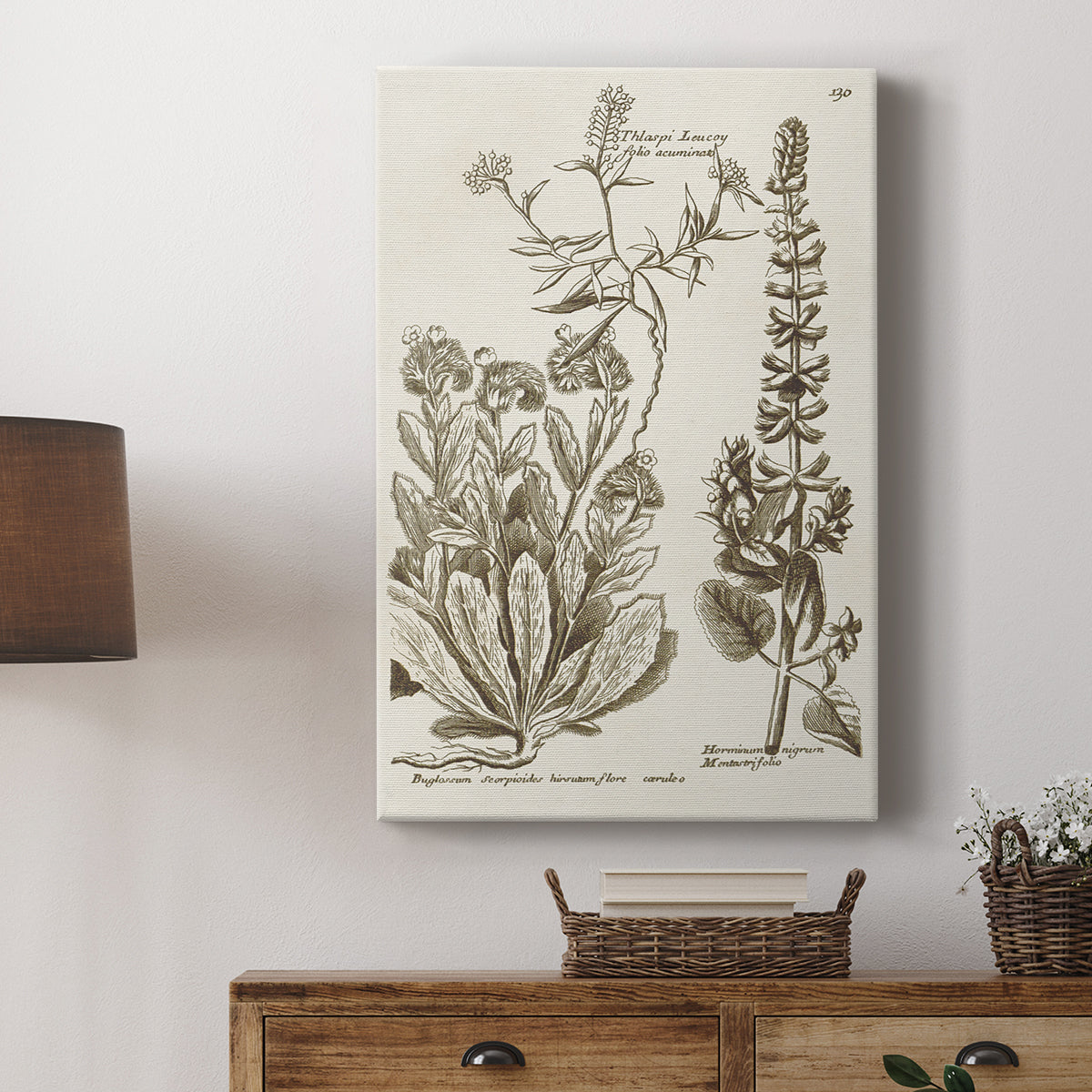 Sepia Botanical Journal IV - Canvas Art Print