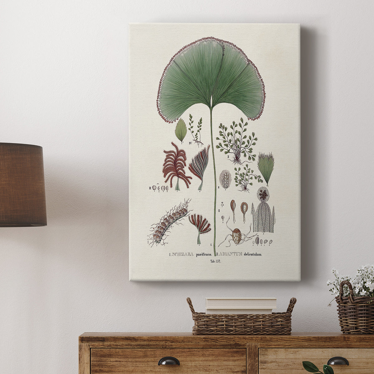 Botanical Society Ferns III - Canvas Art Print