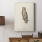Scops-Eared Owl - Canvas Art Print