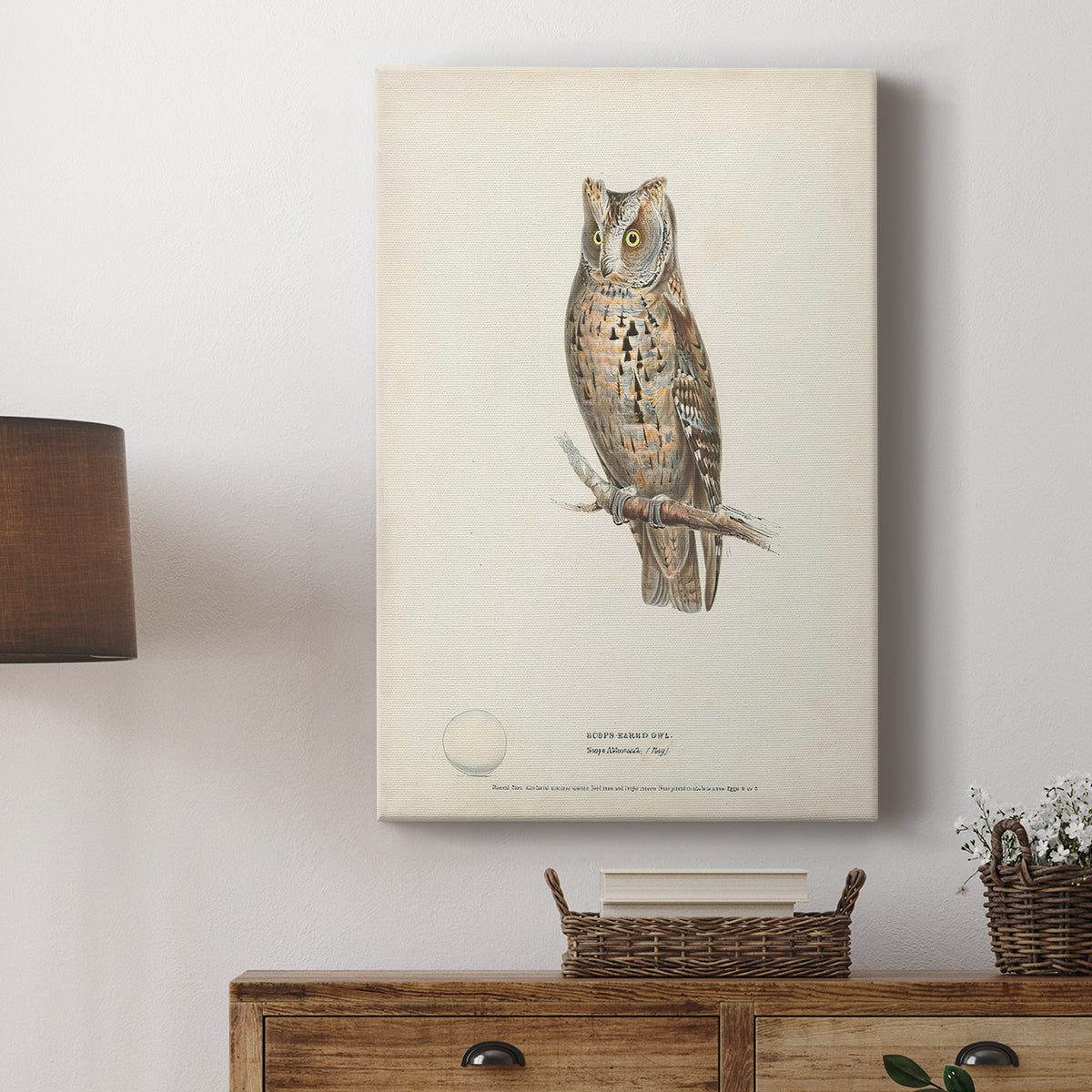 Scops-Eared Owl - Canvas Art Print