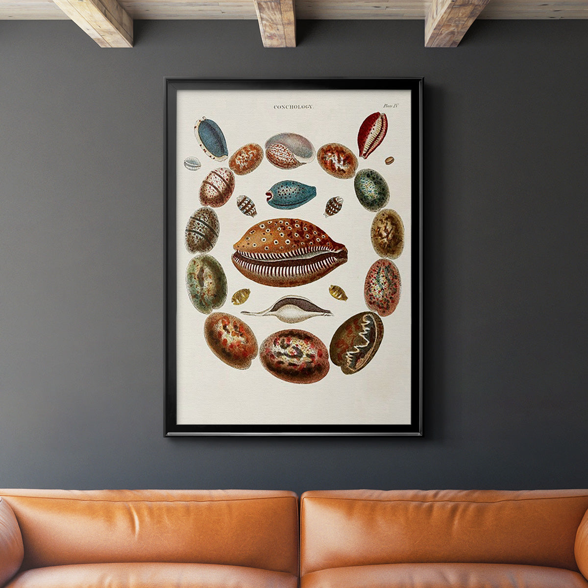 Spiral Shell Formation II - Modern Framed Canvas Print